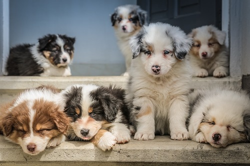 Australian Shepherd mit dabei!