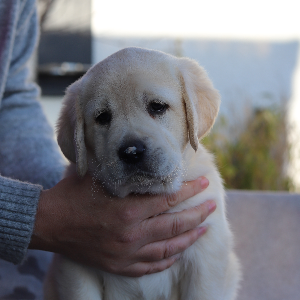 Bild von Studienteilnehmerhund Pippa