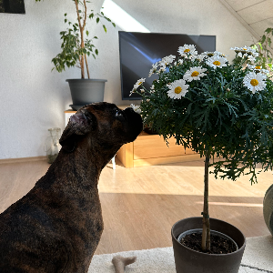 Bild von Studienteilnehmerhund Ido von den Feuerelfen